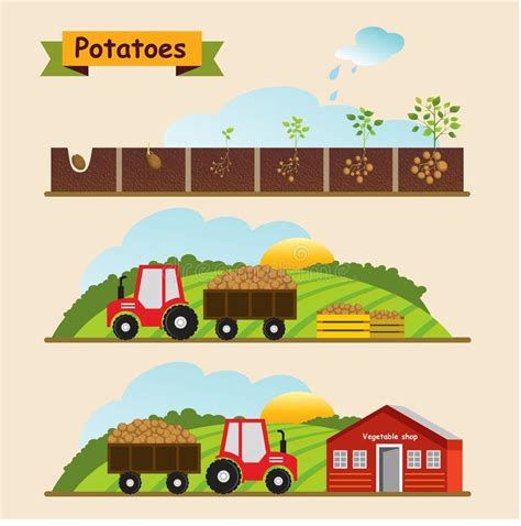 Potato plant growth cycle stock vector. Illustration of nourishment ...