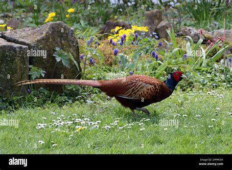 M Nnlicher Fasan Phasianus Colchicus Im Garten Stock Photo Alamy