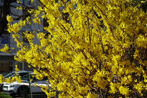 Forsythia Annecy Le Vieux Guilhem Vellut Flickr