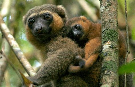 Golden Bamboo Lemur | Endangered speices, Lemur, Endangered animals