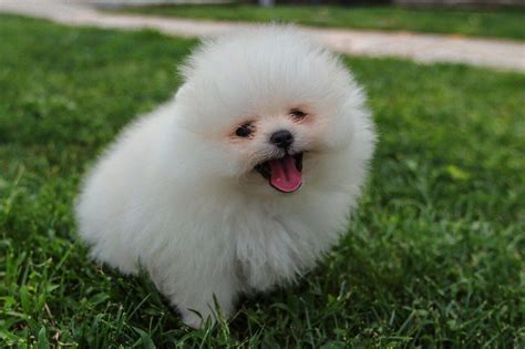 Teacup Pomeranian For Sale Near Me | Teacup Pomeranian Puppies