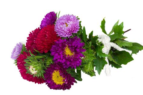 bouquet of aster flowers | Stock image | Colourbox