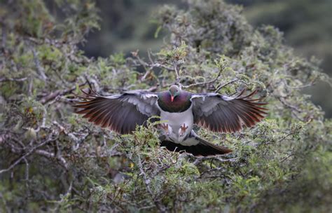 What factors are limiting kererū populations? - Predator Free NZ Trust