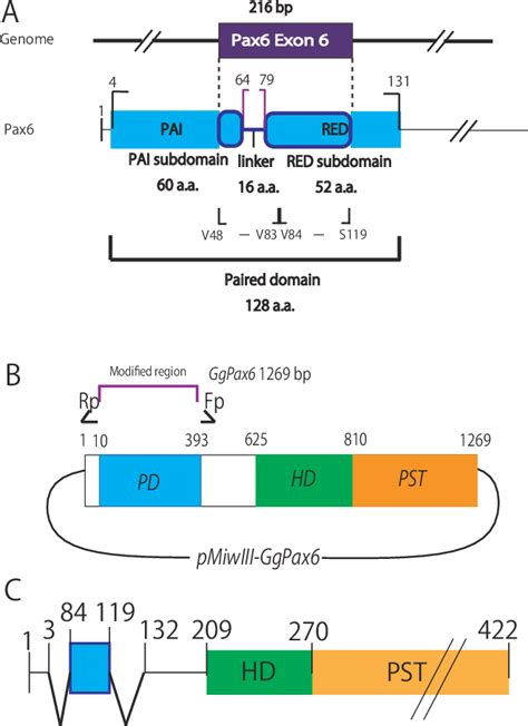 Figure 1 From A Novel Nuclear Localization Signal Spans The Linker Of