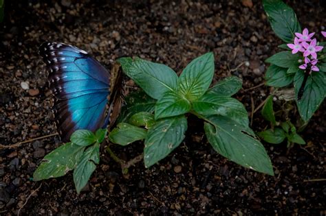 Photos Butterflies Are Blooming At Meijer Gardens 2023