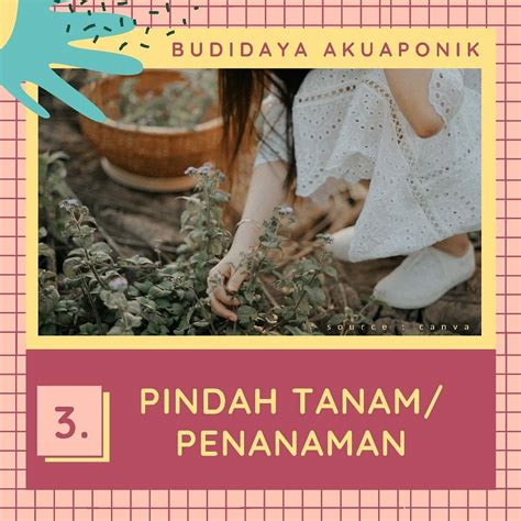 Systemaquaponik On Twitter BUDIDAYA AKUAPONIK Pt 3 Helloo Sobat