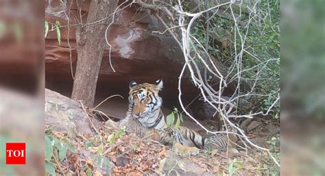 T 117 Gives Birth To Cubs Outside Protected Area In Dholpur Region Jaipur News Times Of India