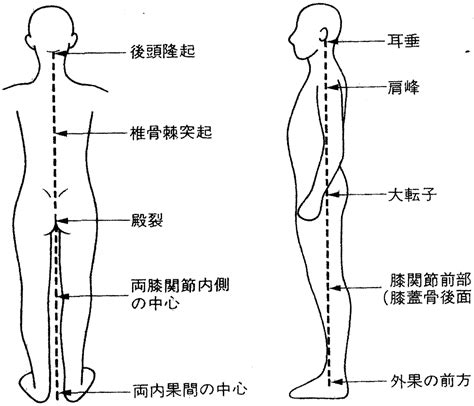 ピラティスインストラクター必須！姿勢評価ができるようになる各姿勢の特徴と筋バランス Npilates Education〜効果の出る