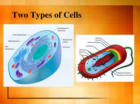 Types Of T Cells And Their Functions