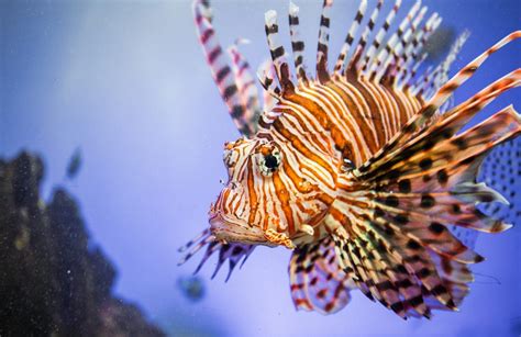 Pesce scorpione cos è e come riconoscere la nuova pericolosa specie