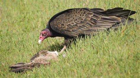 How Can Vultures Eat Rotten Roadkill And Survive Shots Health News