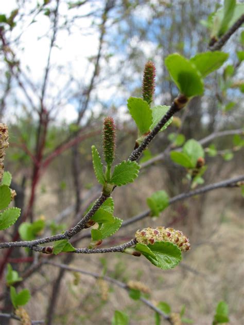 Dwarf birch – AWES | Agroforestry and Woodlot Extension Society of Alberta