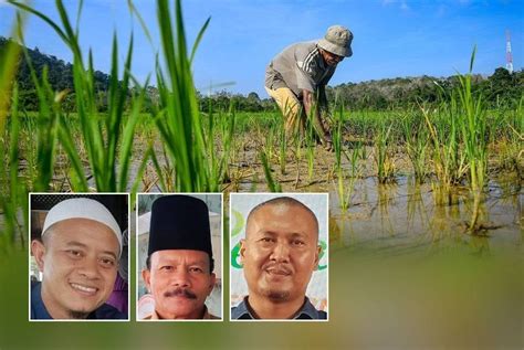 Pesawah Gembira Pengumuman Kenaikan Subsidi Padi Suara Merdeka