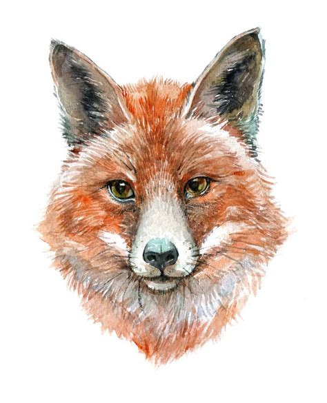 Fox Animal Drawing