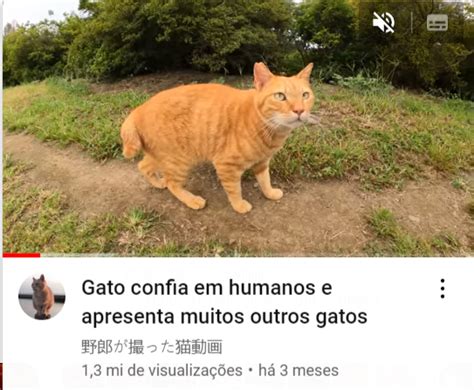 Cyber Jay on Twitter só queria que um gatinho confiasse em mim e me