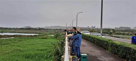 東方白鸛將告別清水溼地 新北動保處籲三不原則 生活 中時