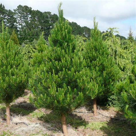 Pinus Radiata Christmas Tree Pine Seeds Dandh Seed Harvest Co