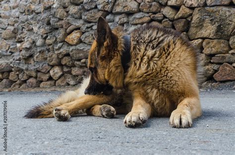 Why Does My German Shepherd Dog Itch