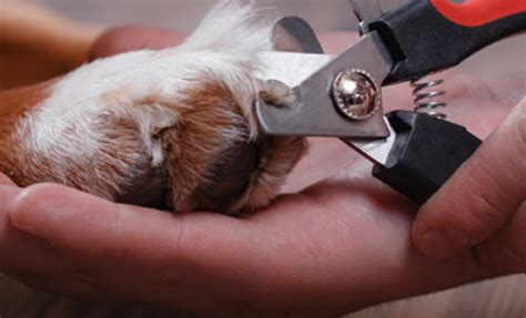 Cuidado de las Patas y Garras de tu Mascota Una Guía Práctica