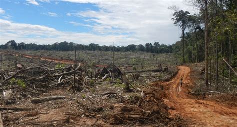 Minam Deforestación En Perú Habría Alcanzado 147 000 Hectáreas En El