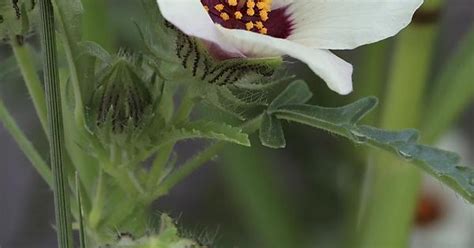 Hibiscus Trionum Flower Of An Hour Album On Imgur