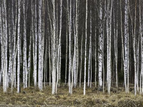 Autumn Birch Trees Growing In Lines With Naked Branches On A Dark