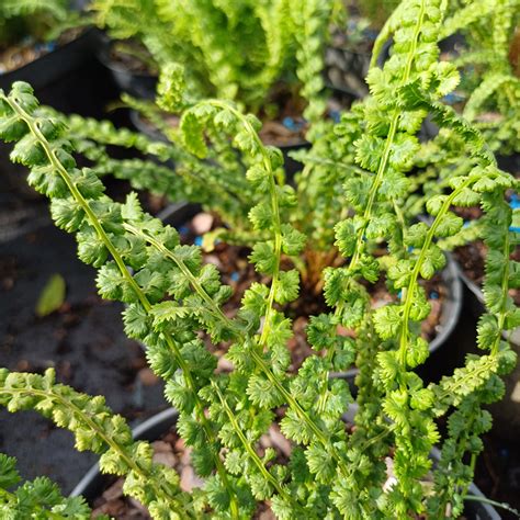 Wietlica Samicza Athyrium Filix Femina Frizelliae