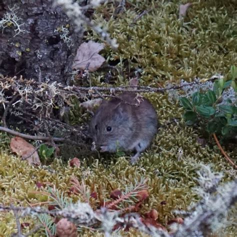 Southern Red Backed Vole In June 2019 By Aitnorth INaturalist