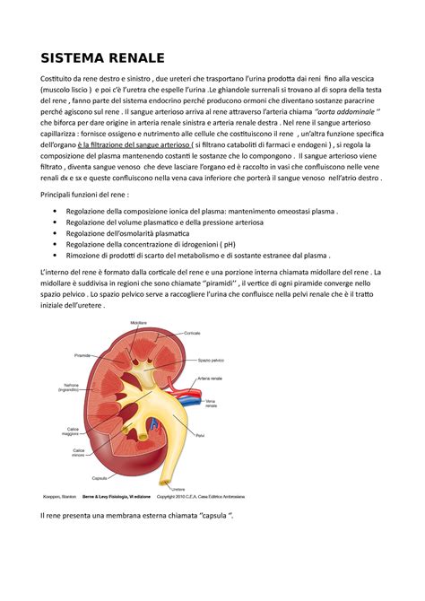 7 Sistema Renale Sbobine Di Fisiologia Del Corso Di Laurea In