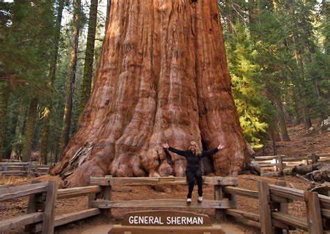 General Sherman Tree Wallpaper