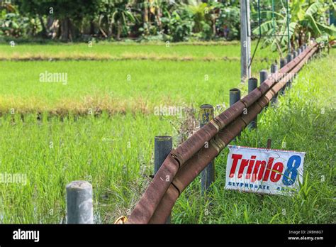 Mejorar La Agricultura De Asia Fotograf As E Im Genes De Alta