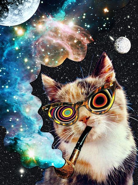 https://flic.kr/p/niJSsc | High Cat | Printable up to 6"x8 ...