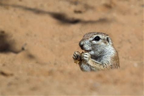 South Africas Rare Mammals Naturetrek