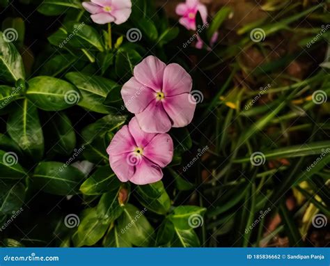 Catharanthus Roseus Commonly Known As Bright Eyes Cape Periwinkle Is