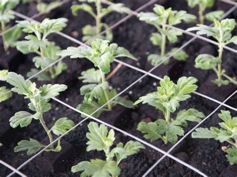 Mum Propagation How To Start Mums From Seeds And Cuttings