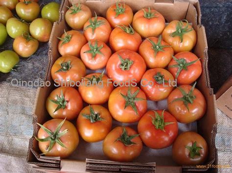 Fresh Tomatoeschina Price Supplier 21food