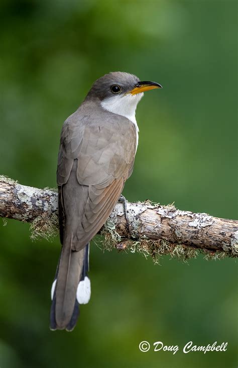 YELLOW-BILLED CUCKOO | Backcountry Gallery Photography Forums