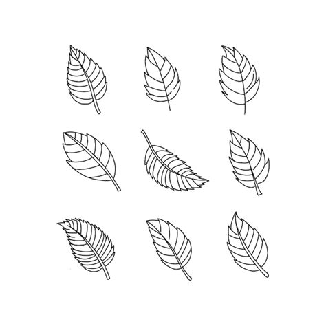 Premium Vector Leaf Handrawn Doodle Illustrations Vector Set