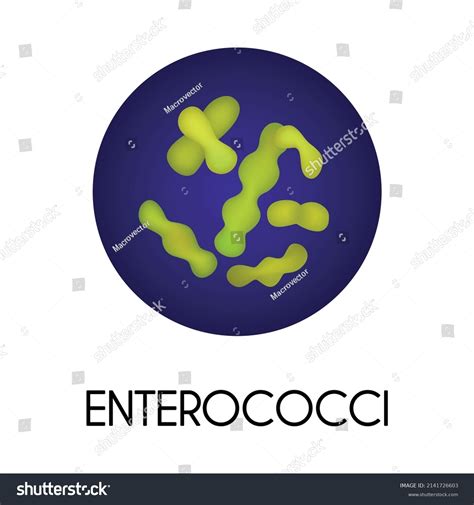 Realistic Human Internal Organs Intestinal Microflora Stock Vector