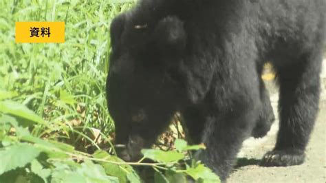 【クマ出没情報】母成グリーンラインで道路横切るクマ目撃 福島県郡山市熱海町 22日午後5時すぎ