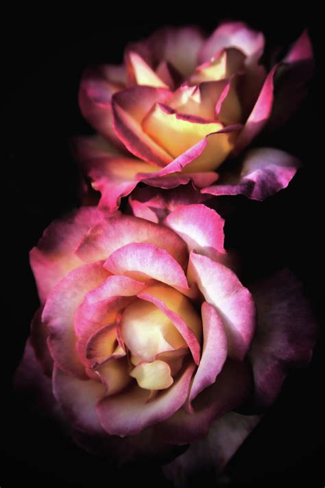 Fire And Ice Roses Photograph By Sally Bauer Fine Art America