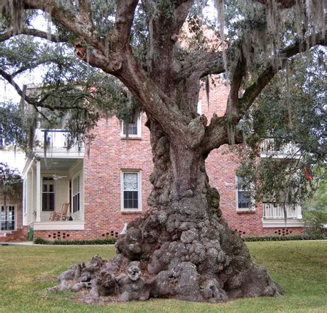 How to Measure a Live Oak’s Girth | 100 Oaks Project