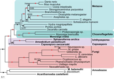 Phylogeny Of The Opisthokonts Based On Concatenation Of