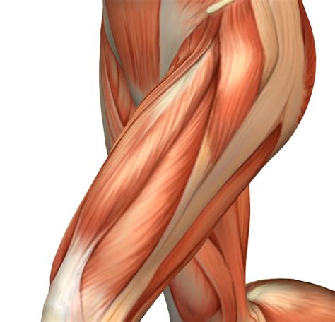 Muscle Spotlight: The Quadriceps | Advanced Health & Physical Therapy ...