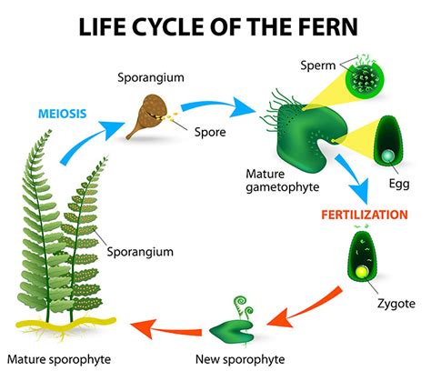 Pteridophytes Spore Producing Plants Ferns And More