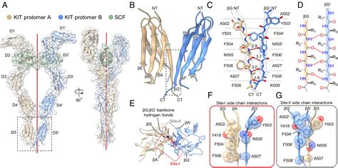 Cryo Em Analyses Of Kit And Oncogenic Mutants Reveal Structural