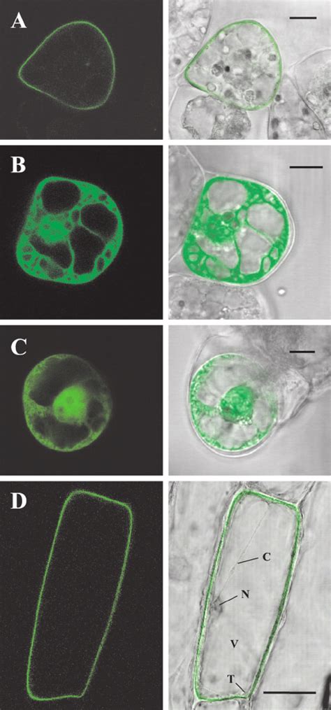 Subcellular localization of GFP fusion proteins. Wild-type Le CPK1 (A ...