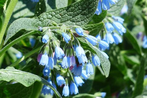 Beinwell Pflanzen Zierstaude Mulchpflanze Heilkraut Gartenflora