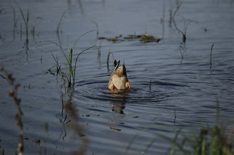 Upside Down Ducks Swimming