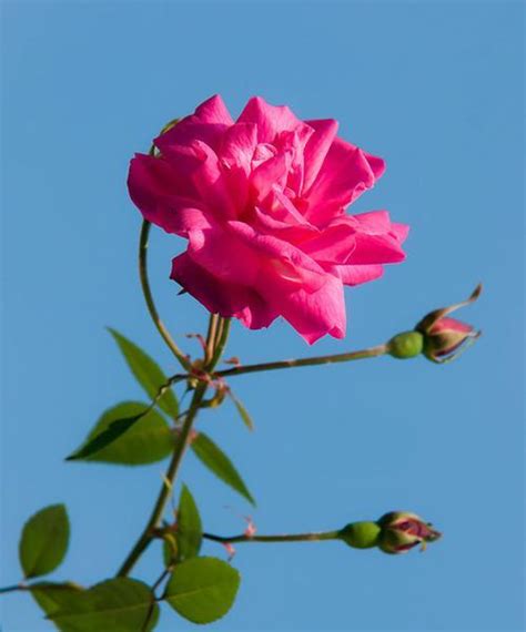 代表友情的花是哪一种四叶草的寓意及象征 花植网